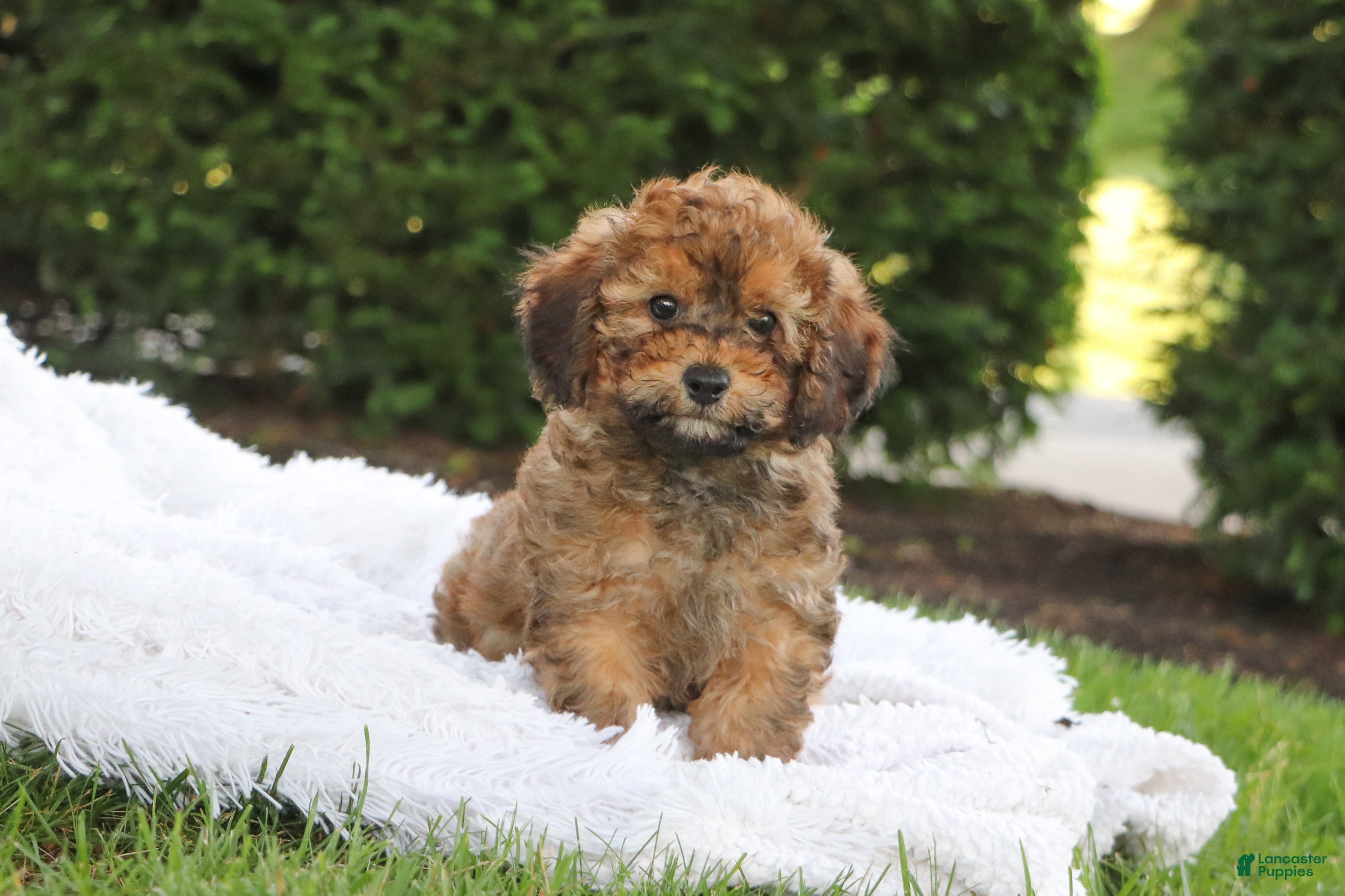 Cavapoo dogs Rudy - Ad 2
