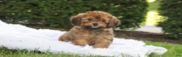 Cavapoo dogs for sale: Rudy - Ad 3