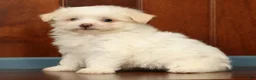 Pomapoo dogs for sale: Peanut - Ad 6