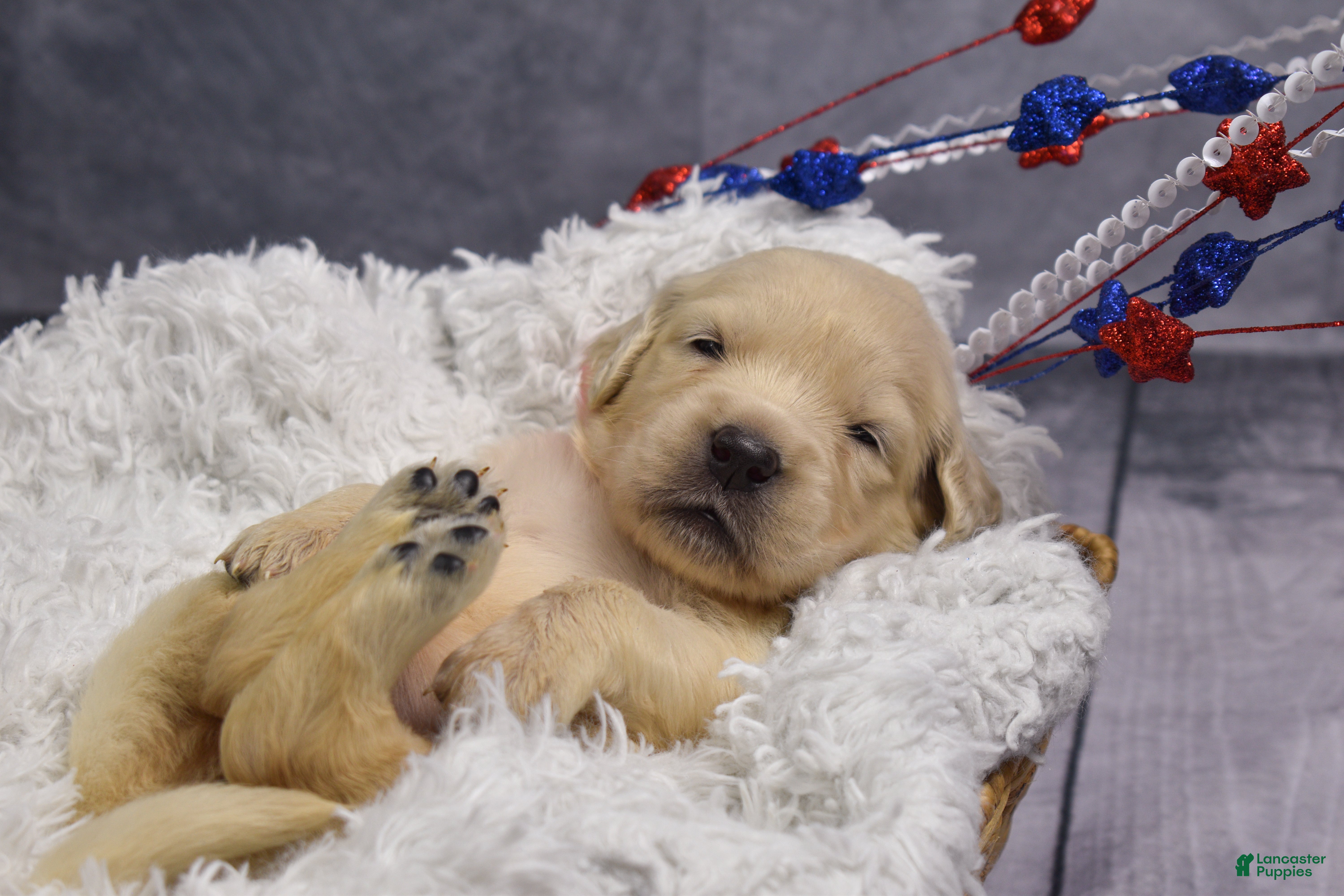 Golden Retriever dogs Rosie - Ad 1