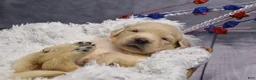 Golden Retriever dogs for sale: Rosie - Ad 1
