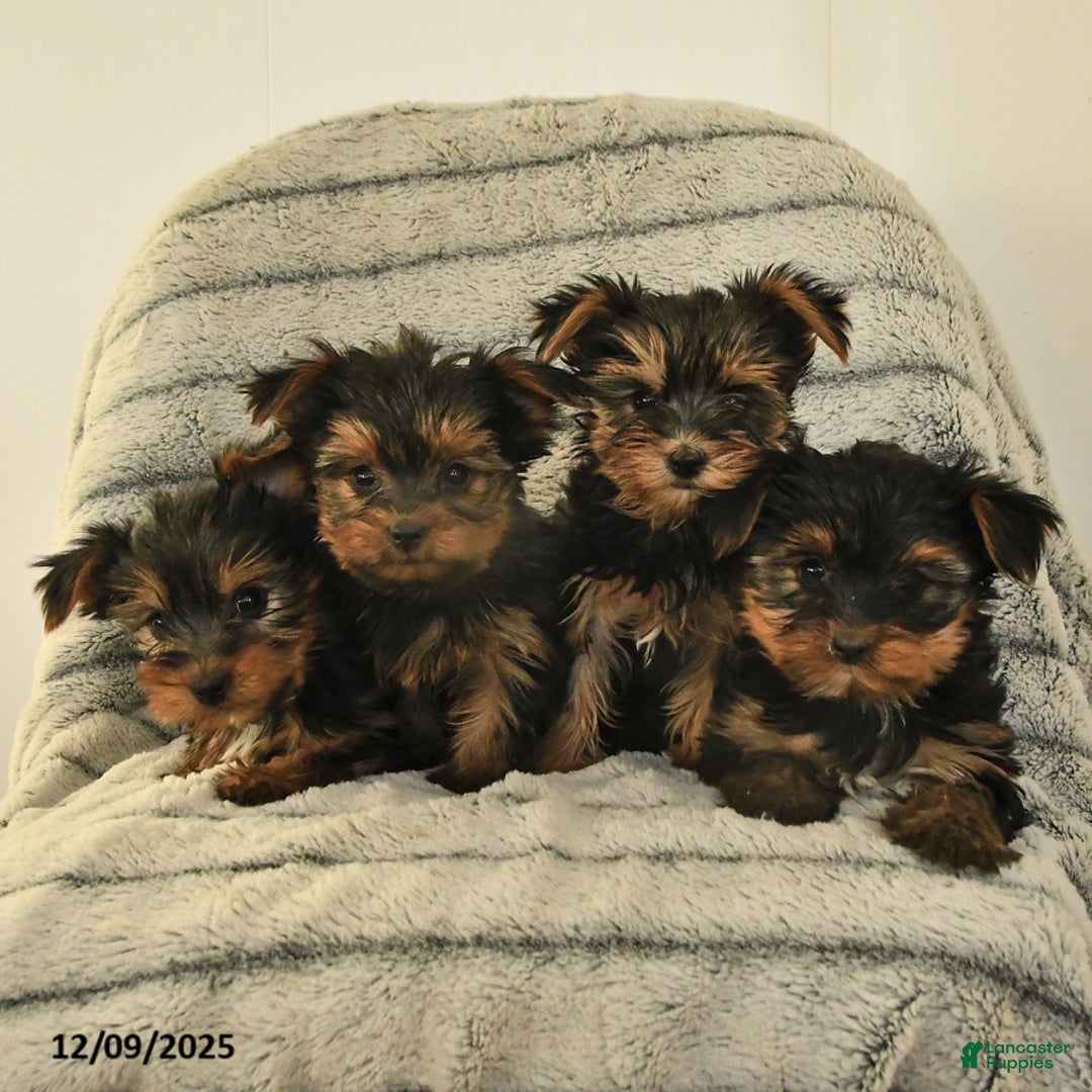 Yorkshire Terrier dogs for sale: Teddy - Ad 3