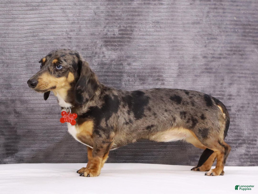 Dachshund dogs for sale: Kenzie - Ad 13