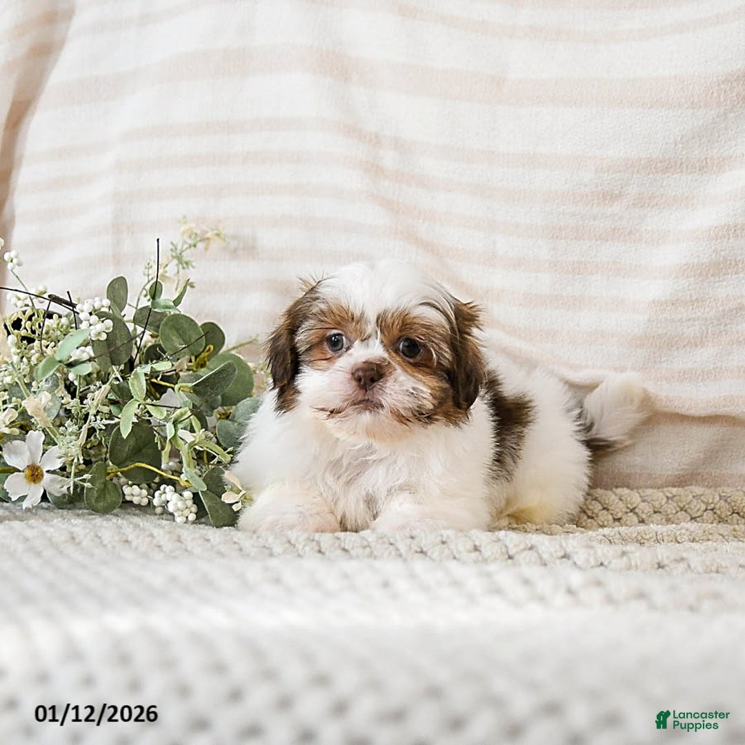 Shih Tzu dogs for sale: Bruno - Ad 2