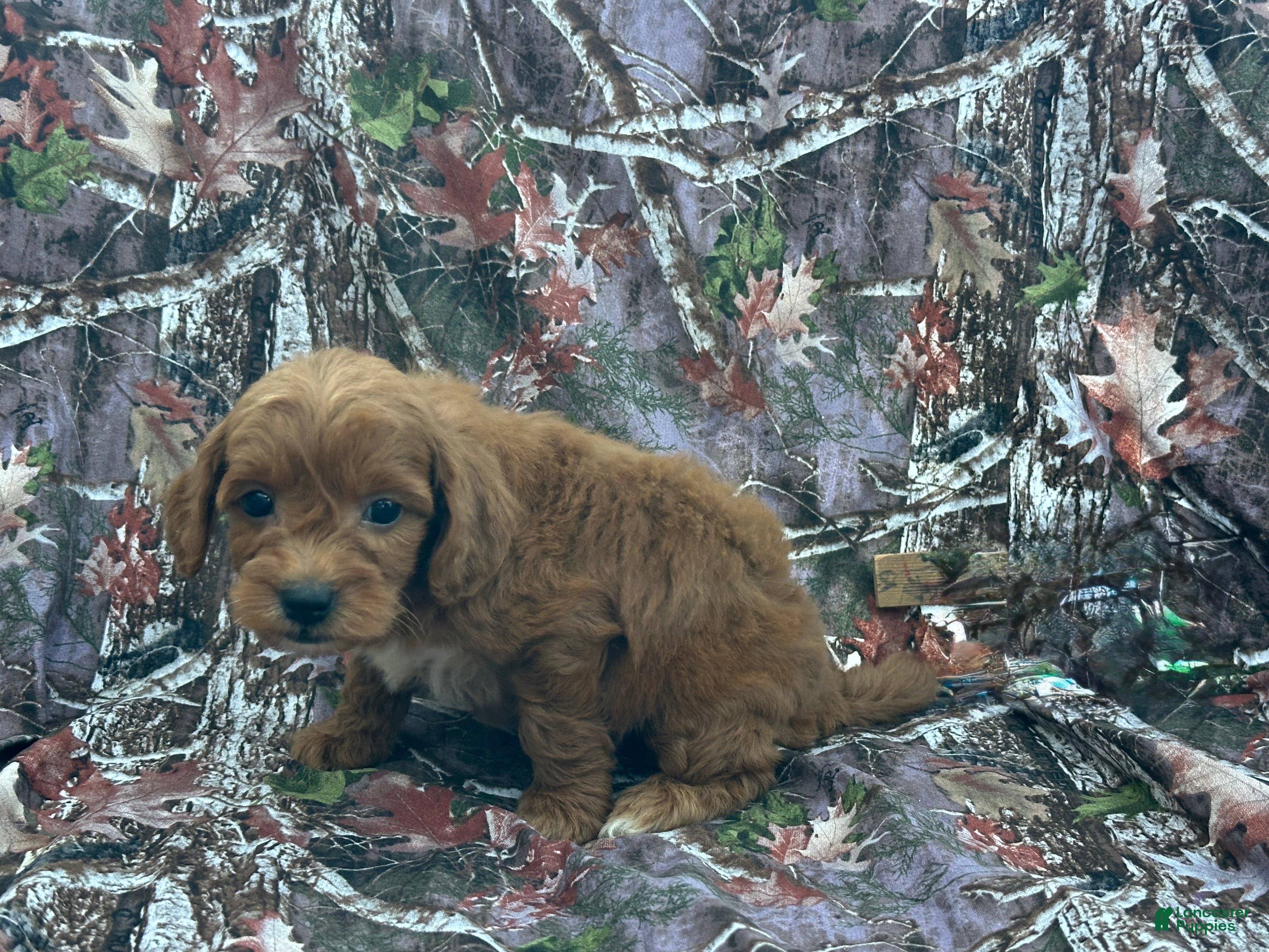 Cavapoo dogs Cavapoo 6 - Ad 1