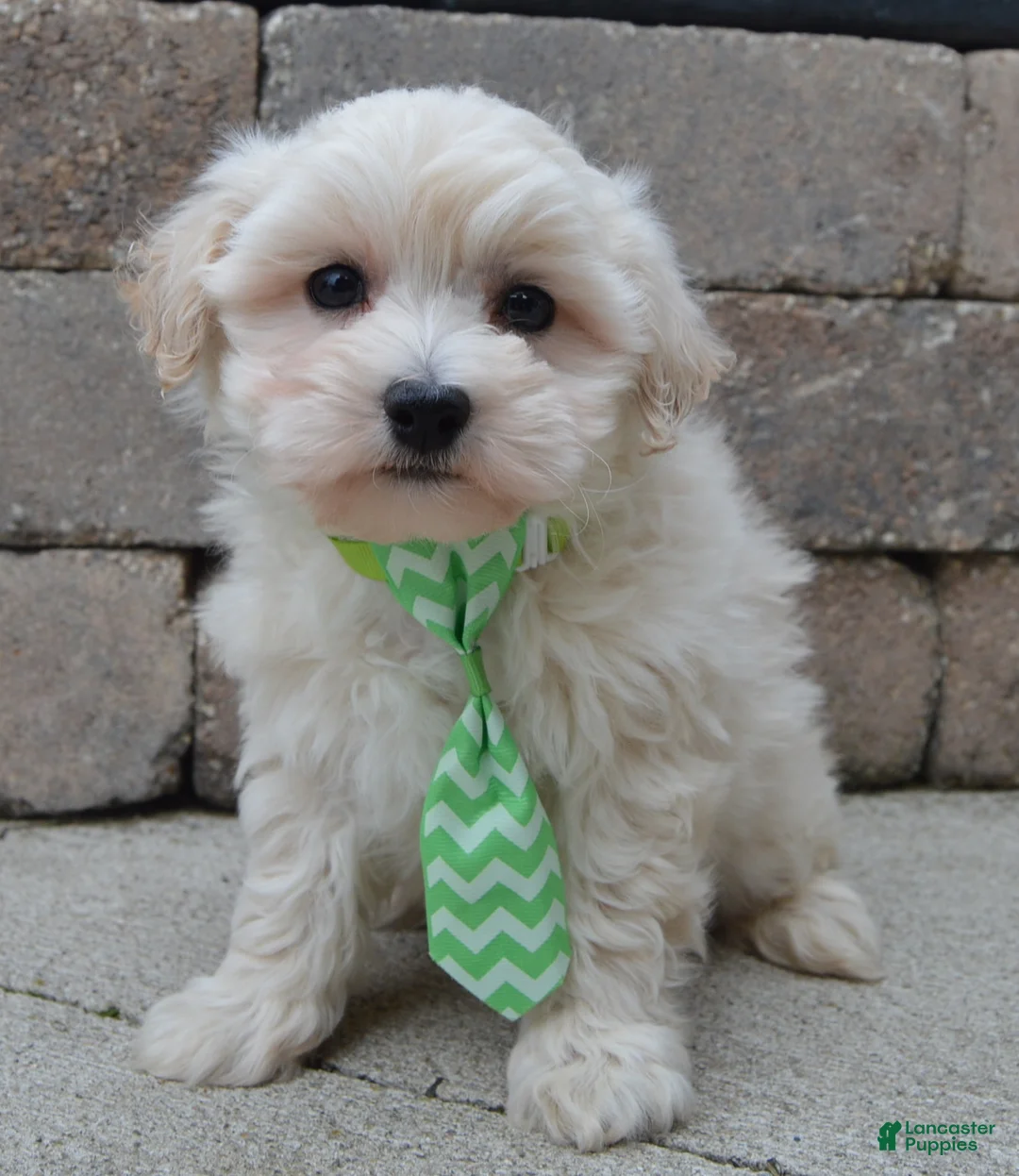 Maltipoo dogs for sale: Milo - Ad 7