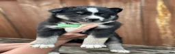 Pomsky dogs for sale: Flint - Ad 1