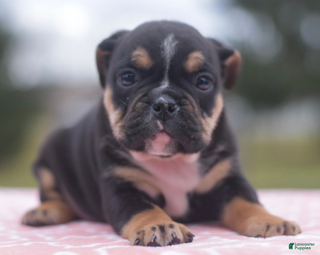 Mixed Breed dogs for sale: Savana tiny puppy - Ad 6