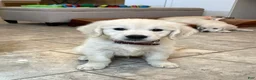Golden Retriever dogs for sale: Cream Puff - Ad 3