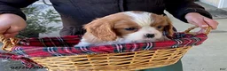 Cavalier King Charles Spaniel dogs for sale: Star - Ad 3