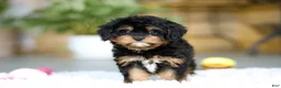 Cavapoo dogs for sale: Callie - Ad 6