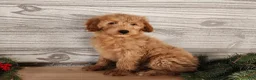 Mini Goldendoodle dogs for sale: Reno - Ad 9