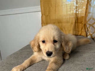 Goldendoodle dogs - Ad 37