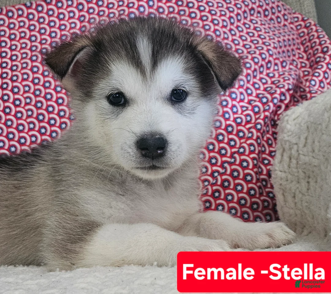 Alaskan Malamute dogs for sale: Alaskan Malamute 1 - Ad 1