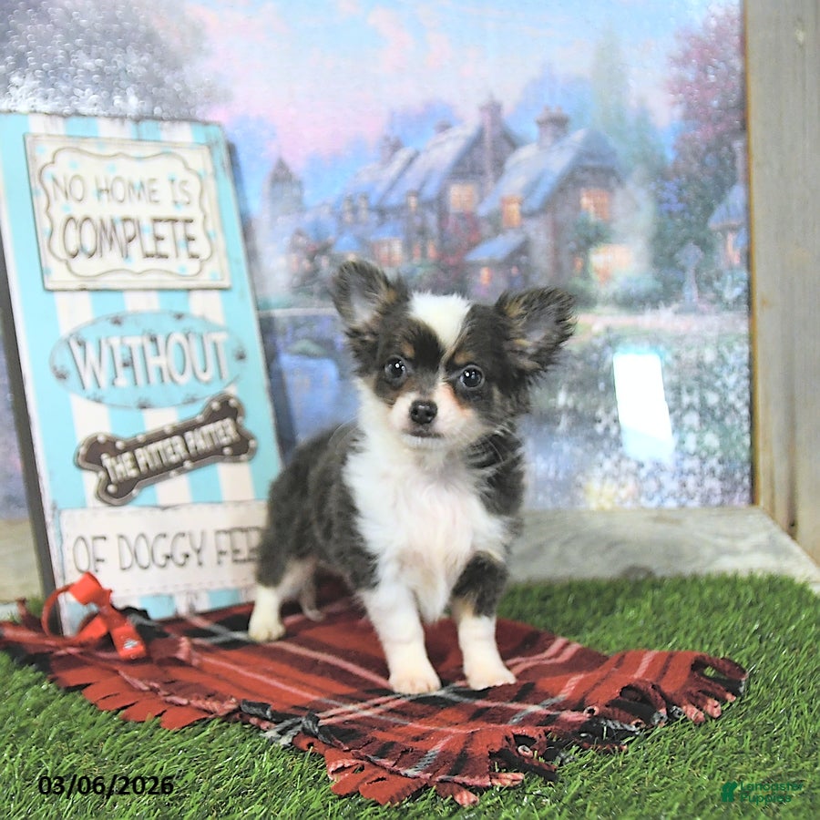 Chihuahua dogs Cupid - Ad 1