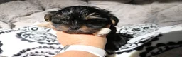 Shorkie dogs for sale: Blair - Ad 5