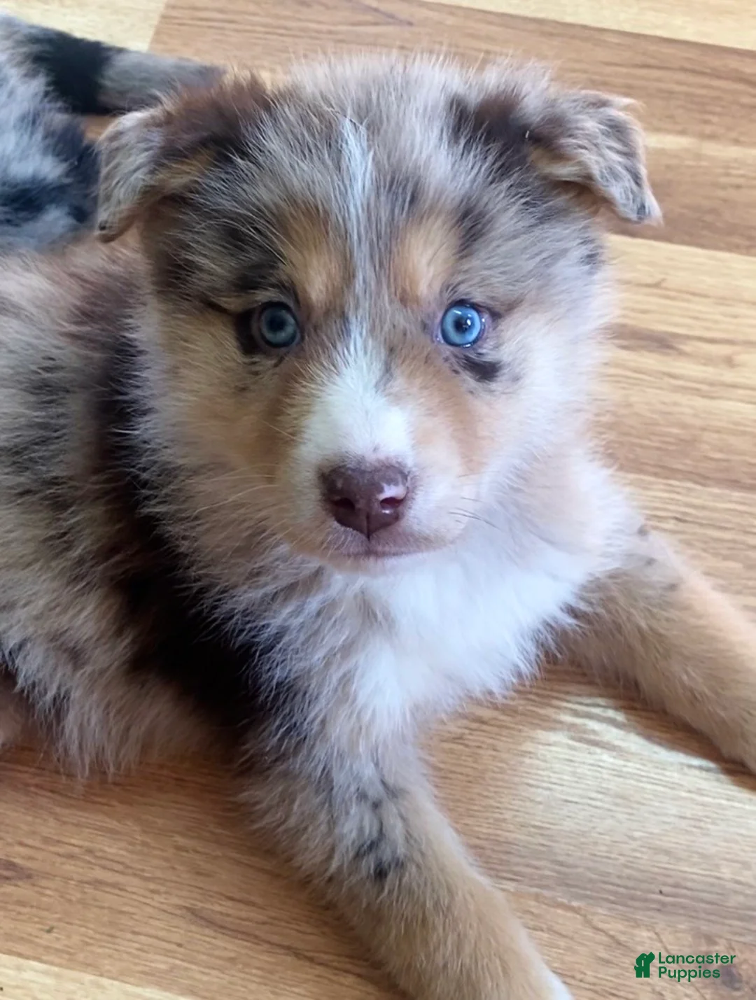 Mixed Breed dogs for sale: Red - Ad 2