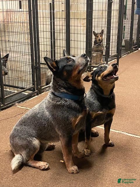 Australian Cattle Dog dogs BINDI GIRL 1 - Ad 2