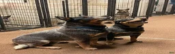 Australian Cattle Dog dogs for sale: BINDI BOY 1 - Ad 2