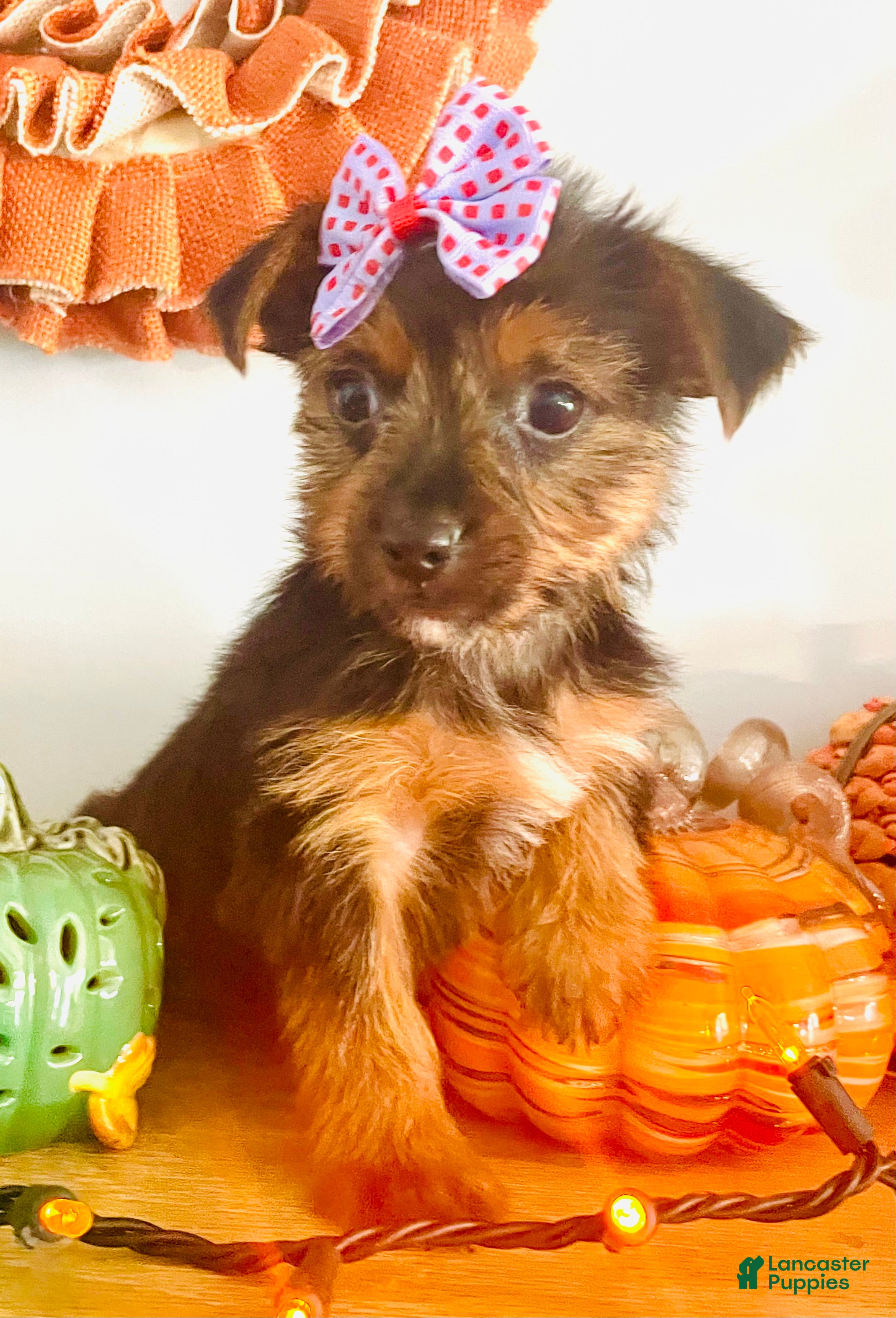 Yorkshire Terrier dogs for sale: Teacup candy - Ad 2