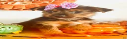 Yorkshire Terrier dogs for sale: Teacup candy - Ad 1