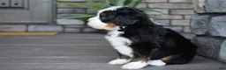 Mini Bernedoodle dogs for sale: Casey - Ad 6