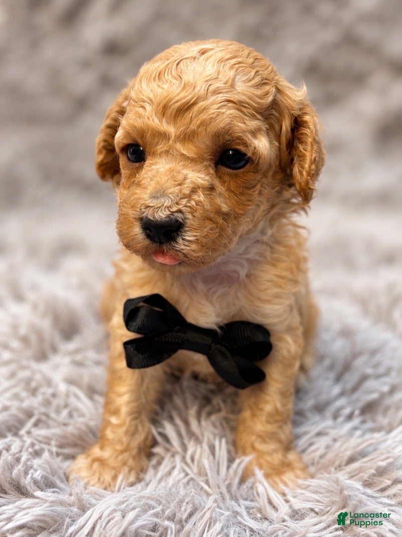 Toy Poodle dogs for sale: Goose  - Ad 16