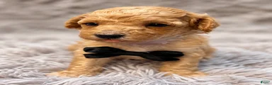 Goose 