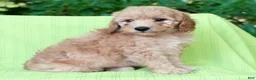 Mini Goldendoodle dogs for sale: Corey - Ad 7