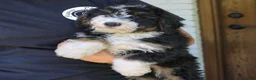 Mini Bernedoodle dogs for sale: Nemo  - Ad 3