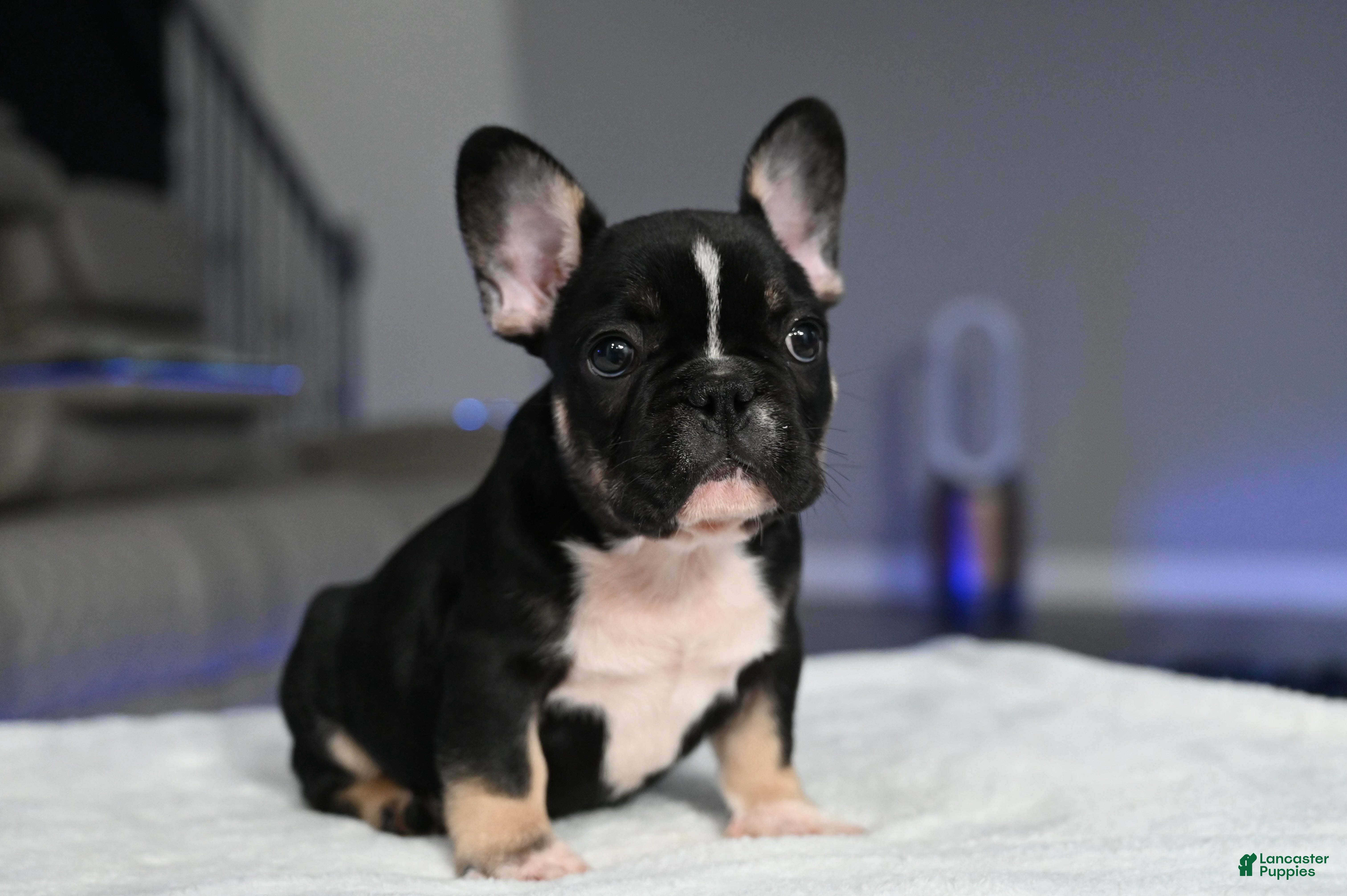 French Bulldog dogs Poppy - Ad 1
