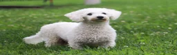 Bichpoo dogs for sale: Callie - Ad 13