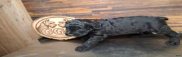 Giant Schnauzer dogs for sale: Spider  - Ad 3