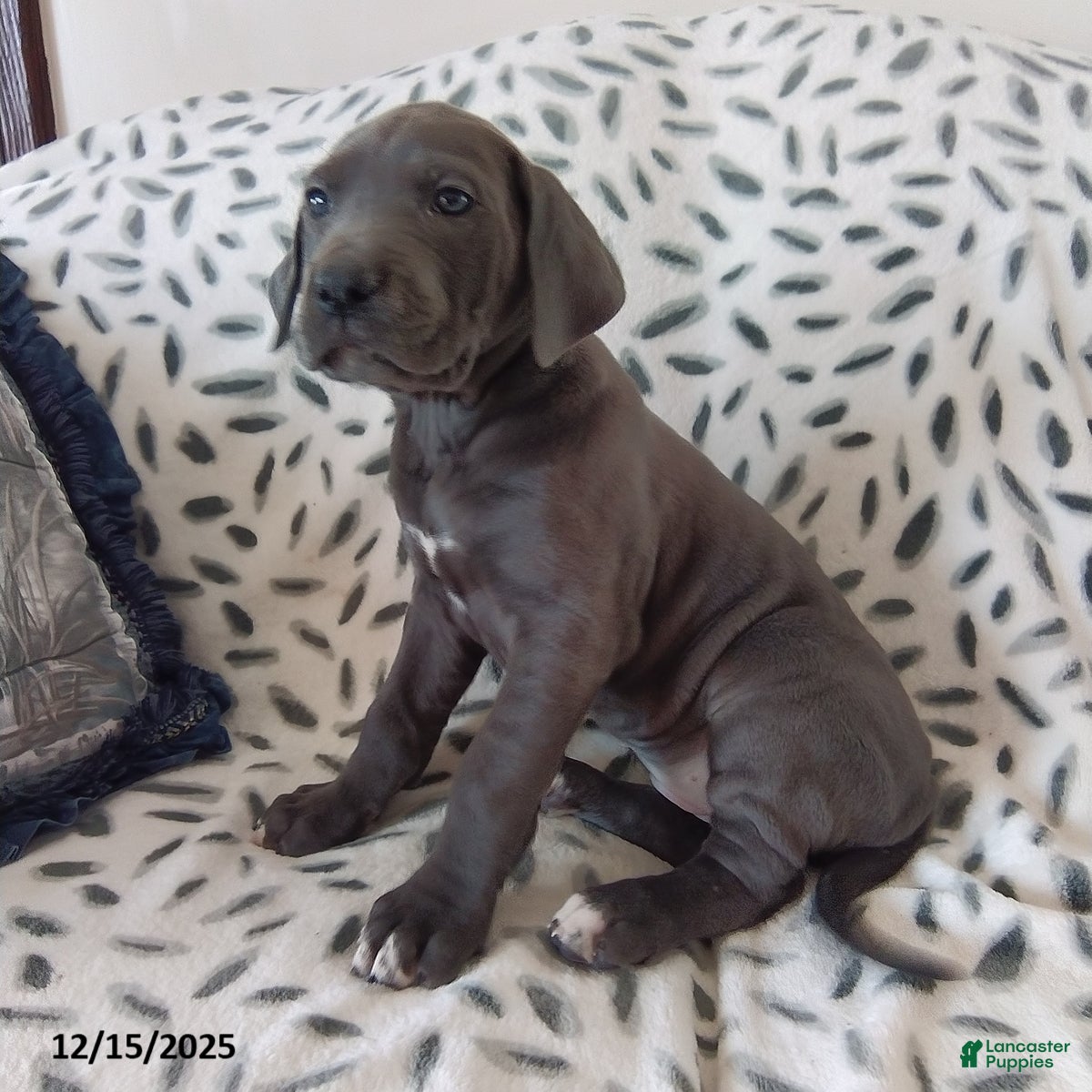 Great Dane dogs Kayla - Ad 8