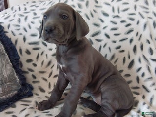 Great Dane dogs Kayla - Ad 31