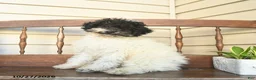 Miniature Labradoodle dogs for sale: Rowan  - Ad 5