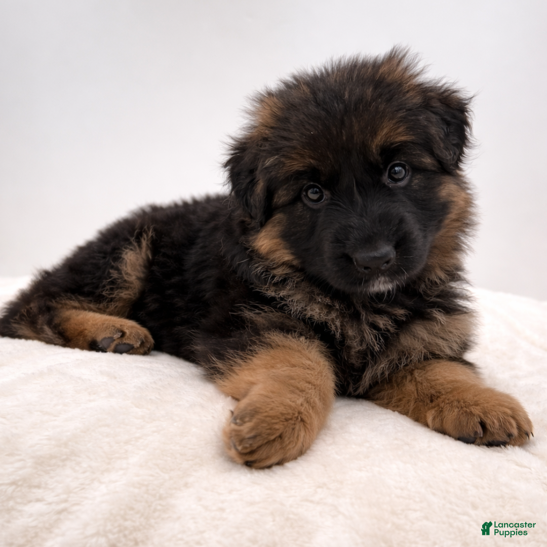 German Shepherd dogs Bell - Ad 1