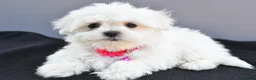 Maltese dogs for sale: Hailey - Ad 8