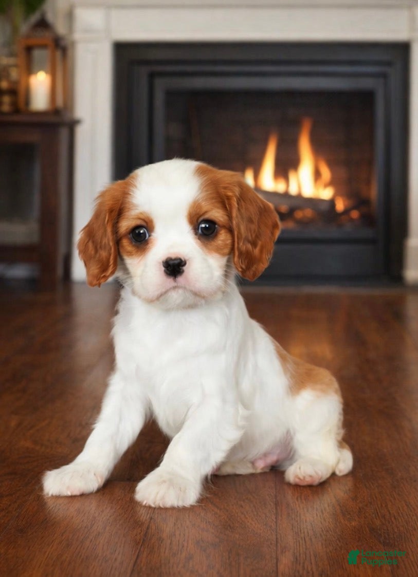 Cavalier King Charles Spaniel dogs Blenhiem boy - Ad 8