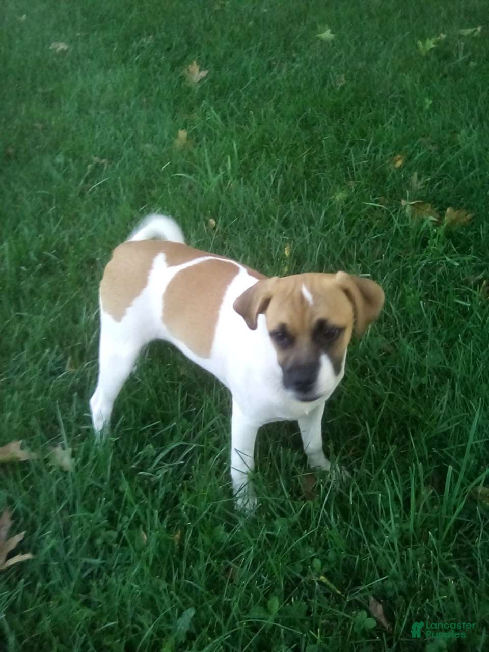 Jug dogs Oregano - Ad 2