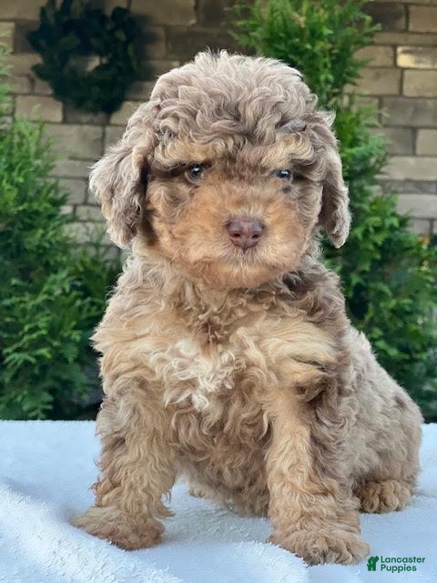 Aussiedoodle Miniature