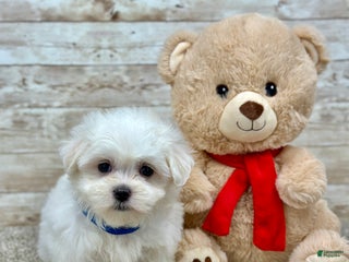 Maltese dogs - Ad 36