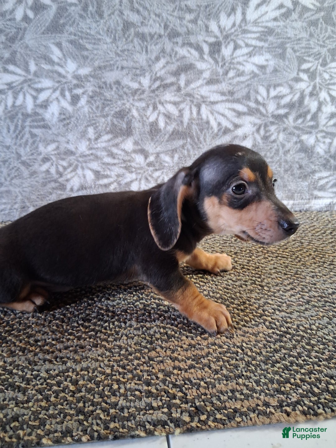 Miniature Dachshund dogs for sale: Clifford - Ad 1