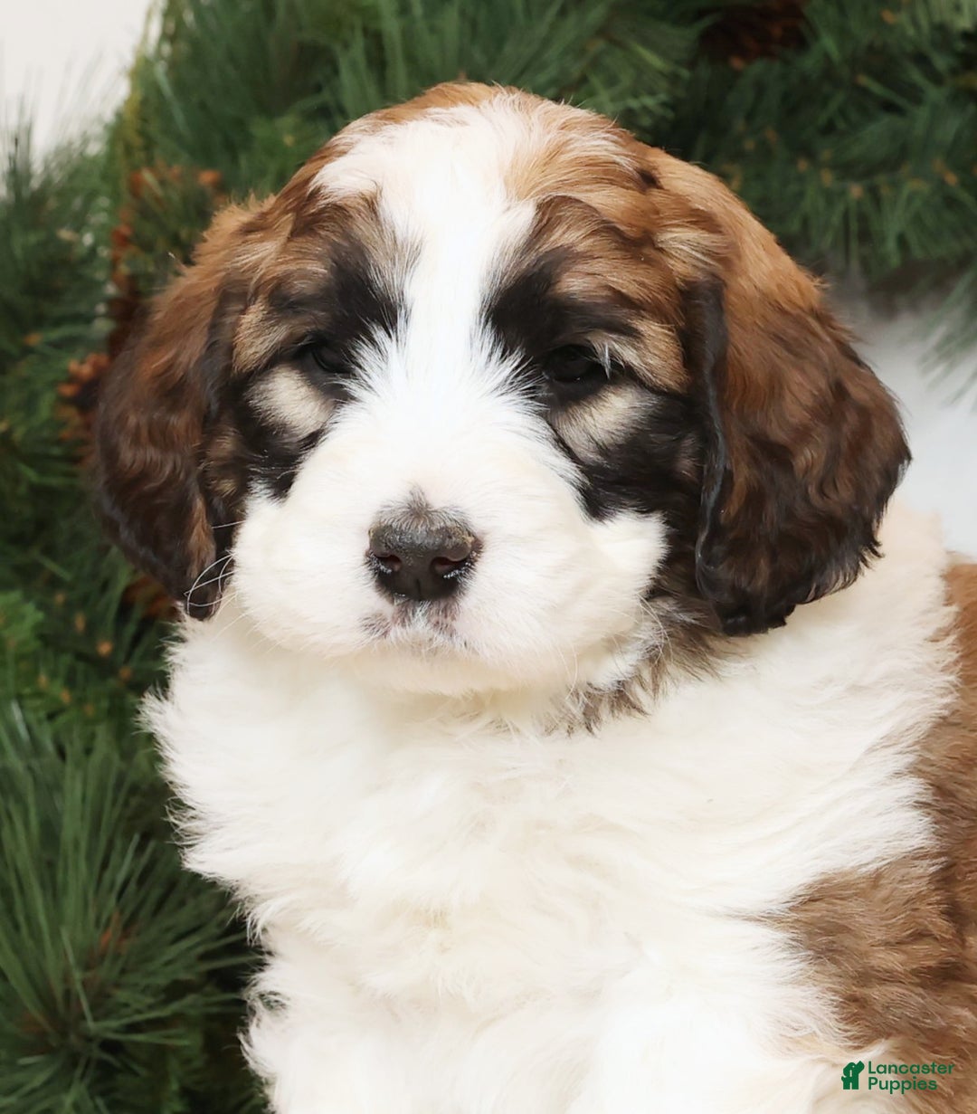 Saint Berdoodles dogs for sale: George - Ad 5