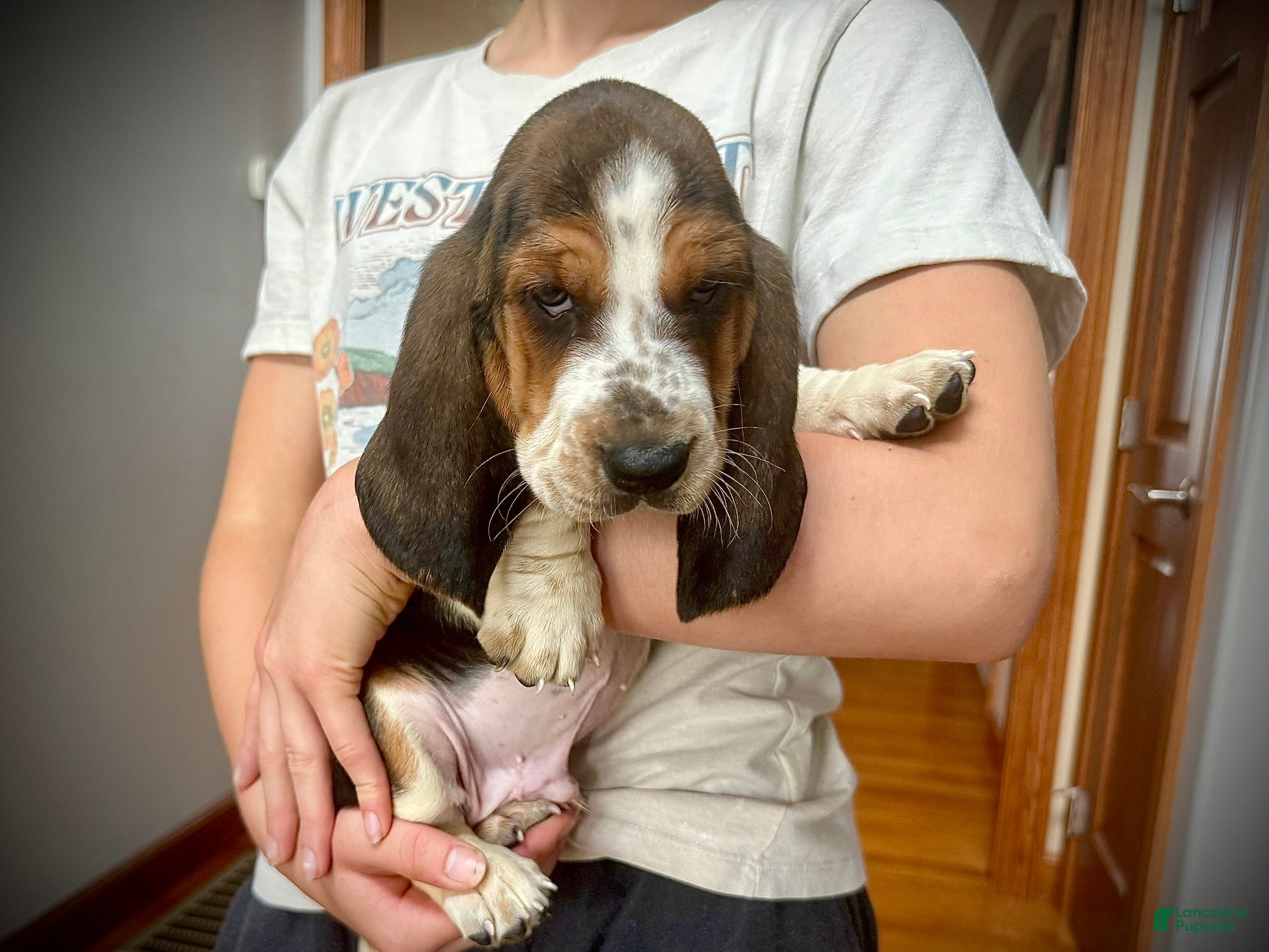 Basset Hound dogs Hank - Ad 2