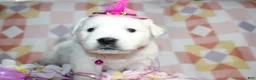 Golden Retriever dogs for sale: Luna - Ad 4