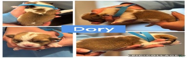 Dory - blue