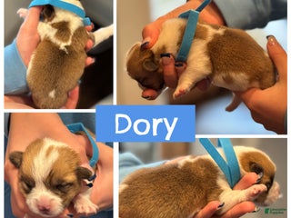 Welsh Corgi Pembroke dogs Dory - blue - Ad 15