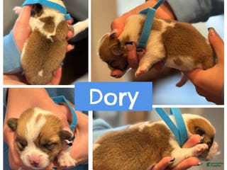 Welsh Corgi Pembroke dogs Dory - blue - Ad 22