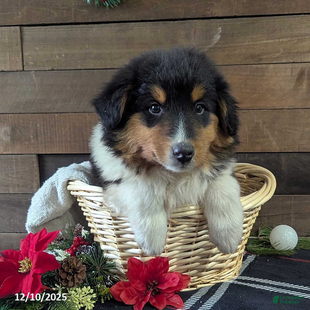 Mixed Breed dogs for sale: Texas - Ad 2